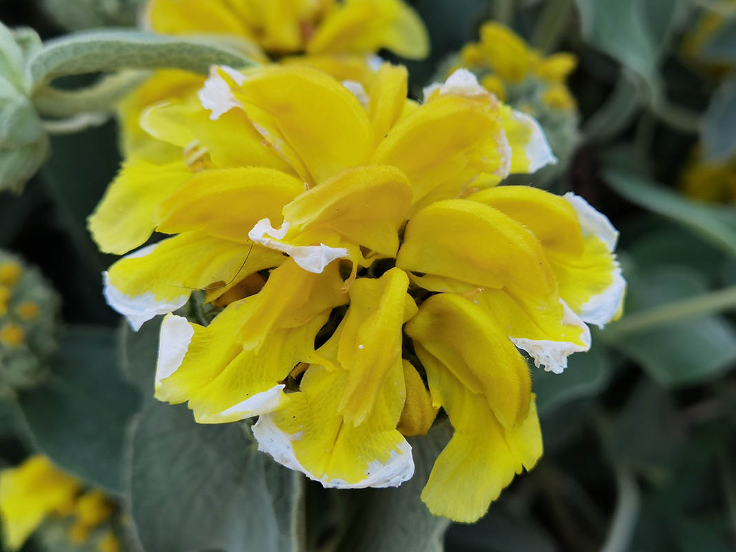 Phlomis fruticosa in bloom in the dry garrigues of the Mediterranean basin